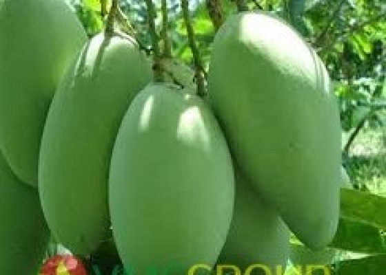 CHẤT BẢO VỆ NÔNG SẢN || CONCERVOL NATURE BASIC || CAO CẤP