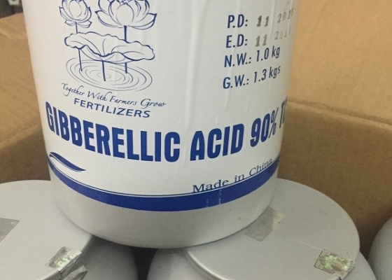 AXIT GIBBERELLIC || GIBBERELLIC ACID GA3 || HÓA CHẤT CÔNG NGHIỆP